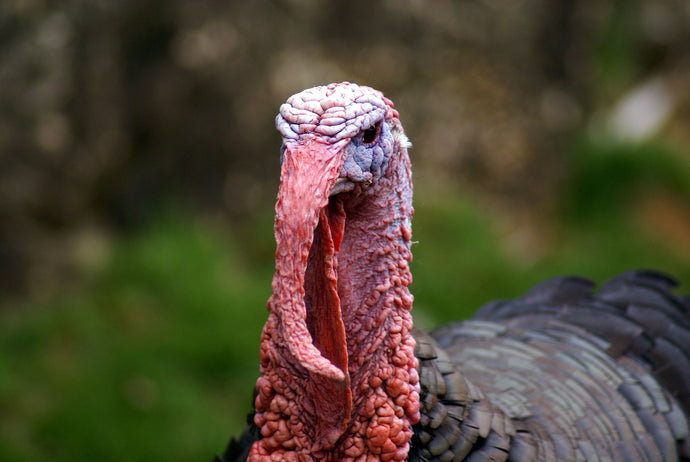 Gobble Gobble Bitches Yeah - A compilation by Mike Byrnes from Turkey Boogie